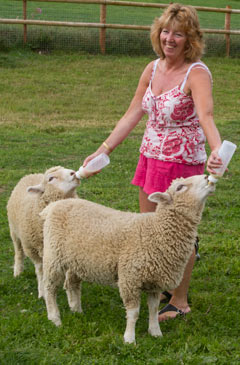 Help feeding the lambs