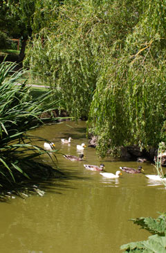 Duck pond in the garden